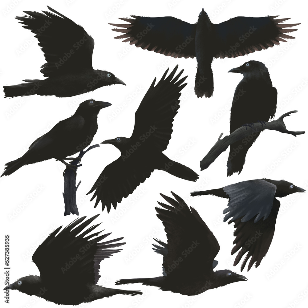 Obraz premium Set of black ravens in different poses, flying black birds flat animal illustration isolated on PNG transparent background.
