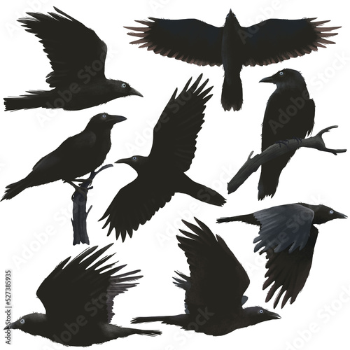 Set of black ravens in different poses, flying black birds flat animal illustration isolated on PNG transparent background.