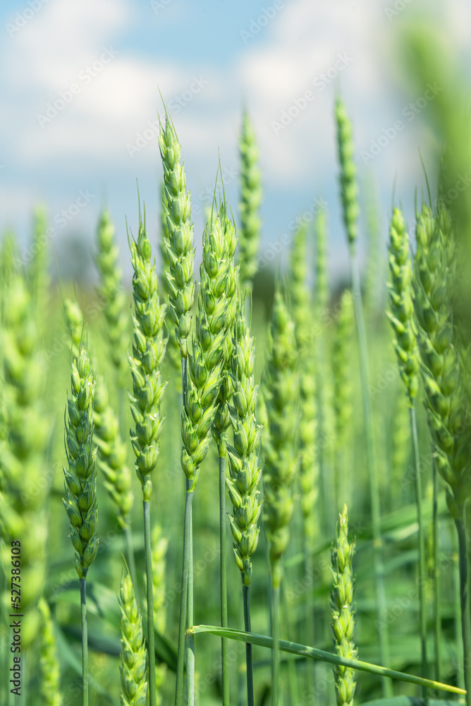 Green spikelets of wheat and rye against the sky. Green spikelets of wheat and rye against the sky.