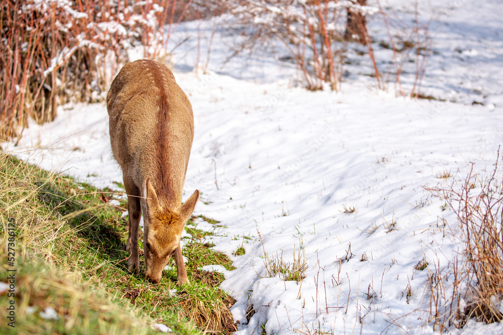 Beautiful spotted deer in the mountains against the background of green grass and snow. Fairytale spring landscape with wild animals. Beautiful spotted deer in the mountains against the background of green grass and snow. Fairytale spring landscape with wild animals.