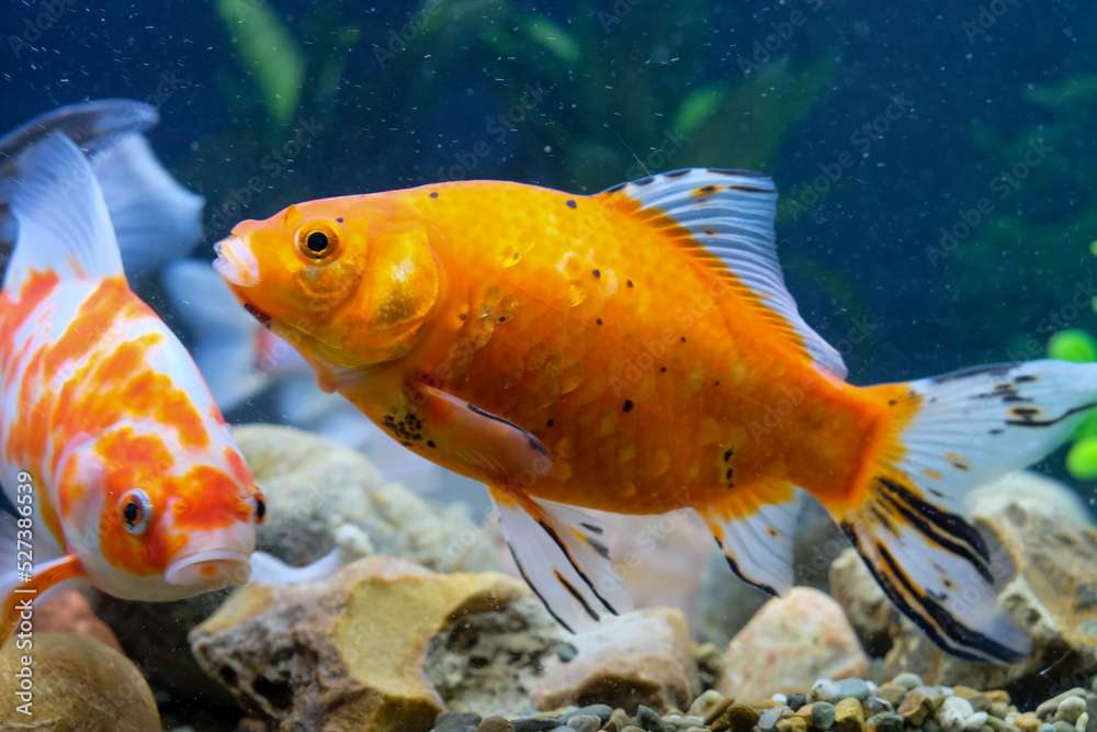 Colorful pond crucibles, aquarium swimming, fish crucian Karaś Carassius carassius, Cyprinidae Colorful pond crucibles, aquarium swimming, fish crucian Karaś Carassius carassius, Cyprinidae