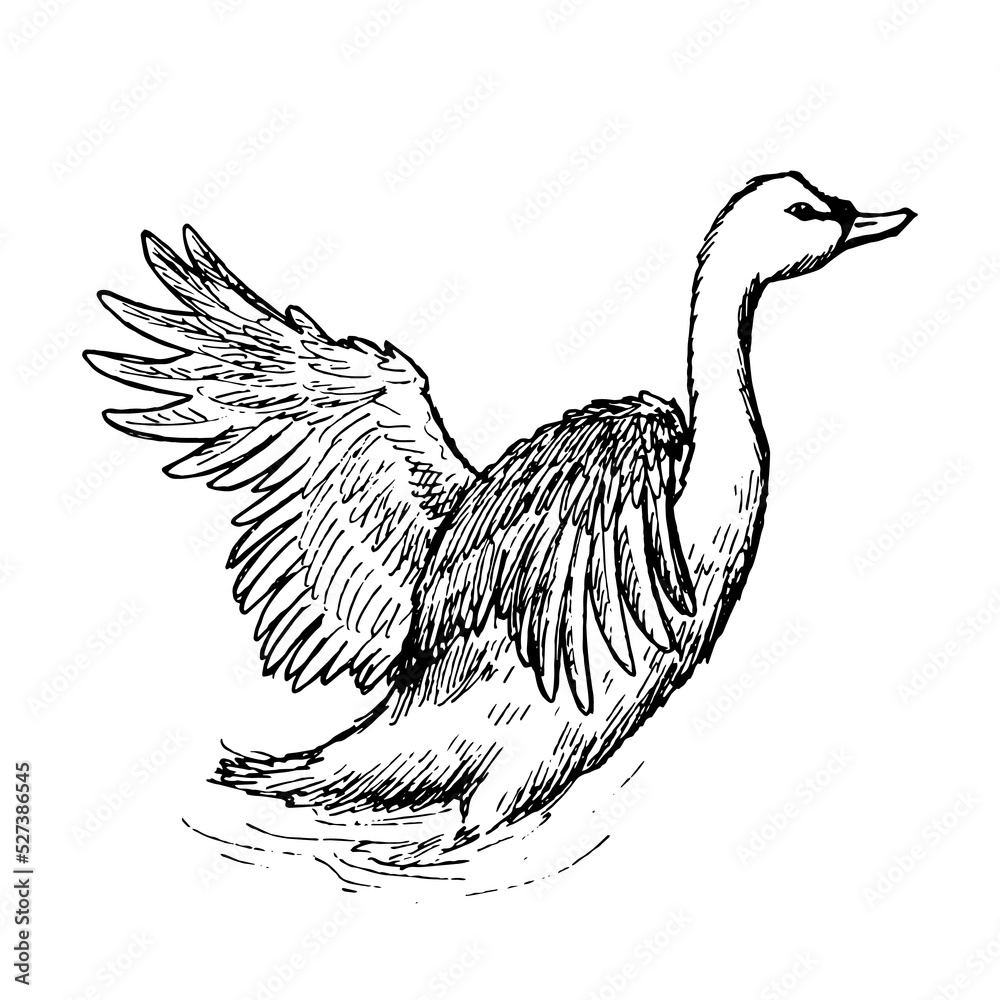 Fototapeta premium swan vector illustration on white background
