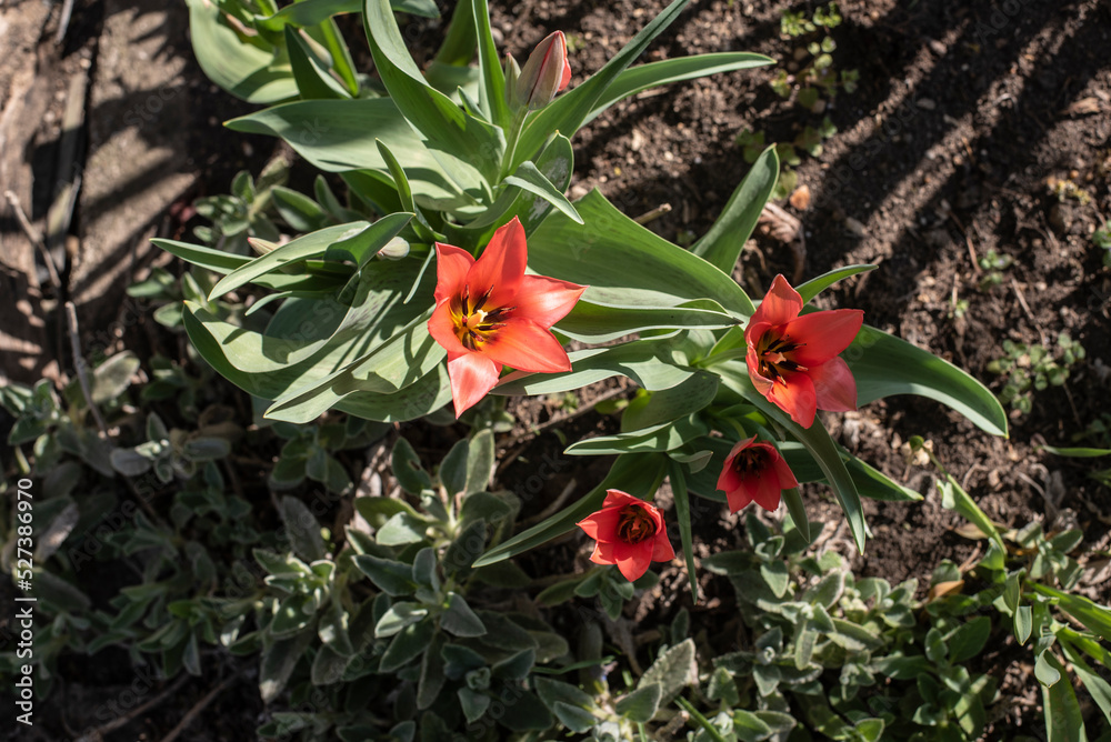 small red tulips in sunlight in a garden