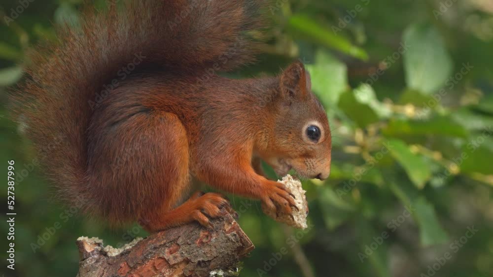 cute red squirrel animal feed close view natural world norway cute red squirrel animal feed close view natural world norway