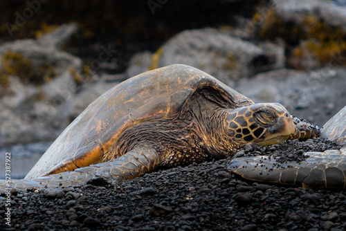 Una Gran Tortuga!!