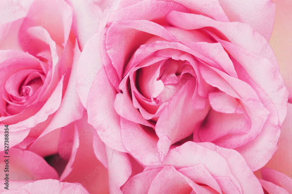 Flower Flower