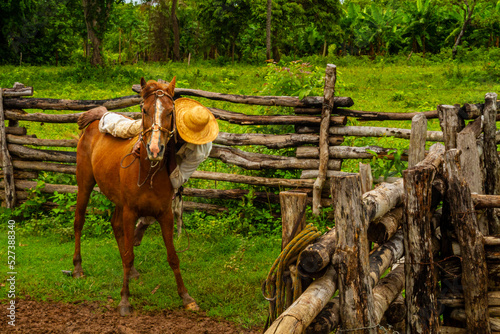 horse and horseman on a farm photo