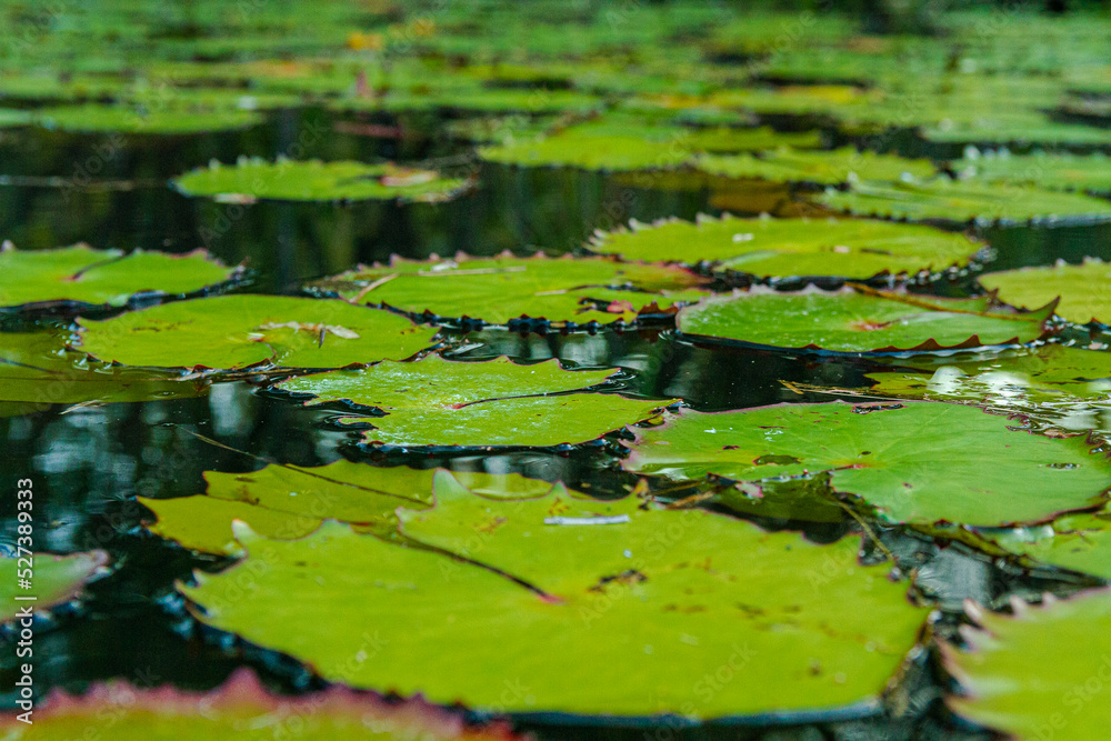 green water lily in Amazon, Brazil green water lily in Amazon, Brazil