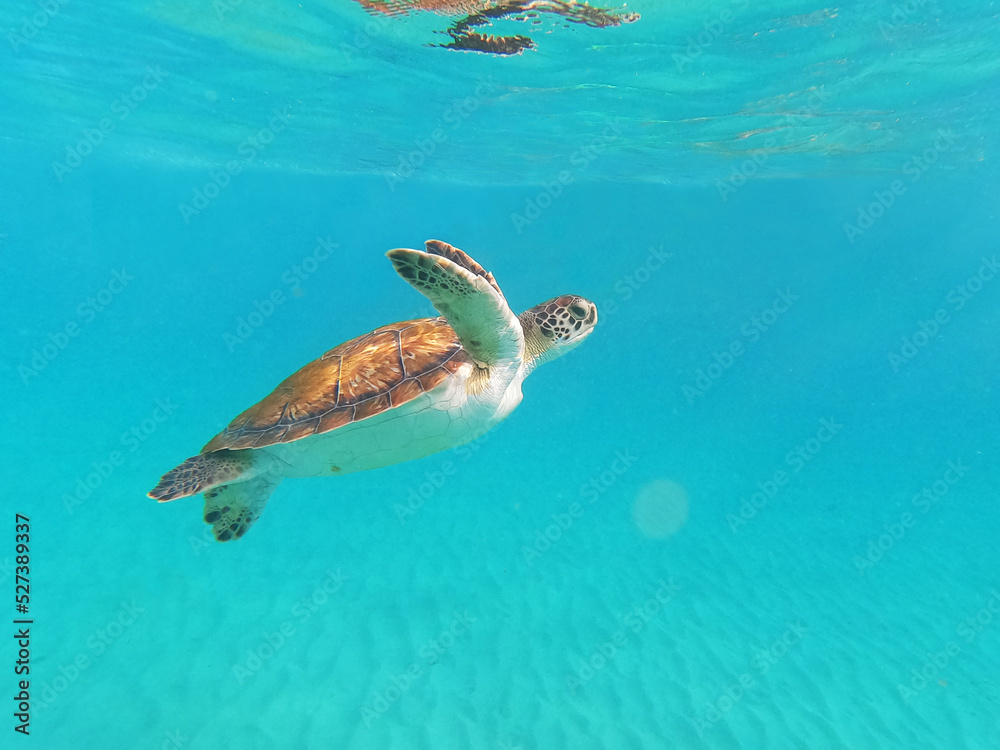 Obraz premium Turtle