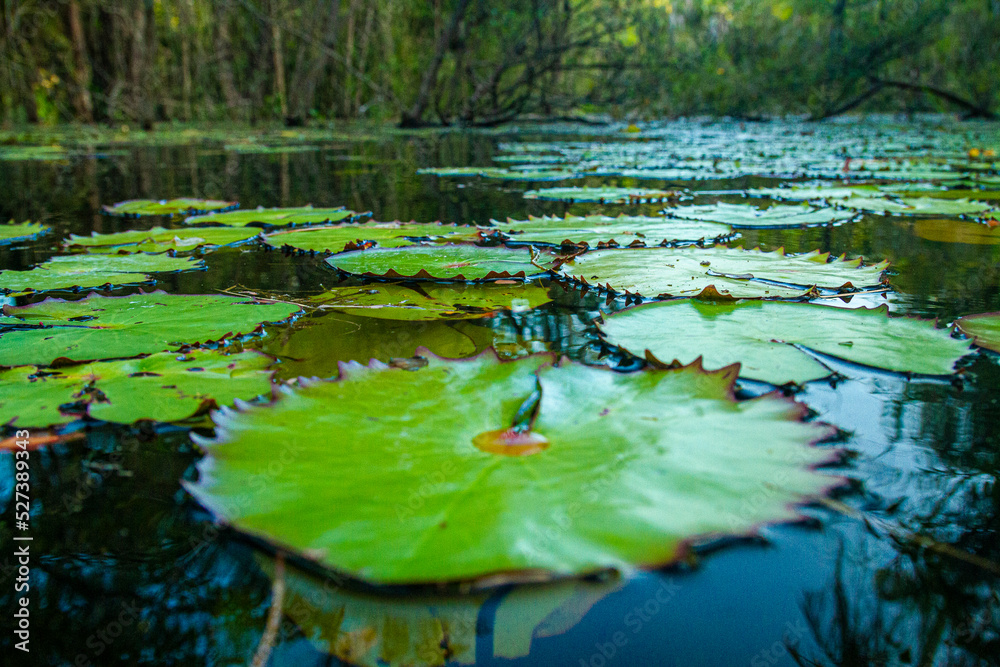water lilies in the pond, Amazon, Brazil