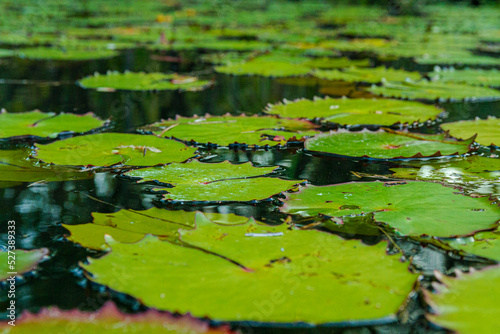 green water lily in Amazon, Brazil © Otavio Lino