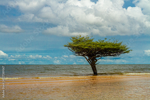 tree on the beach in Tapajos River, Amazon, Para, Brazil photo