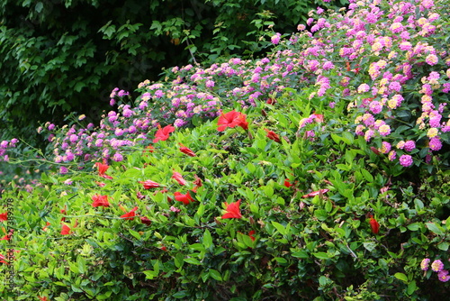 Fototapeta Naklejka Na Ścianę i Meble -  Summer flowers in a city park in Israel.
