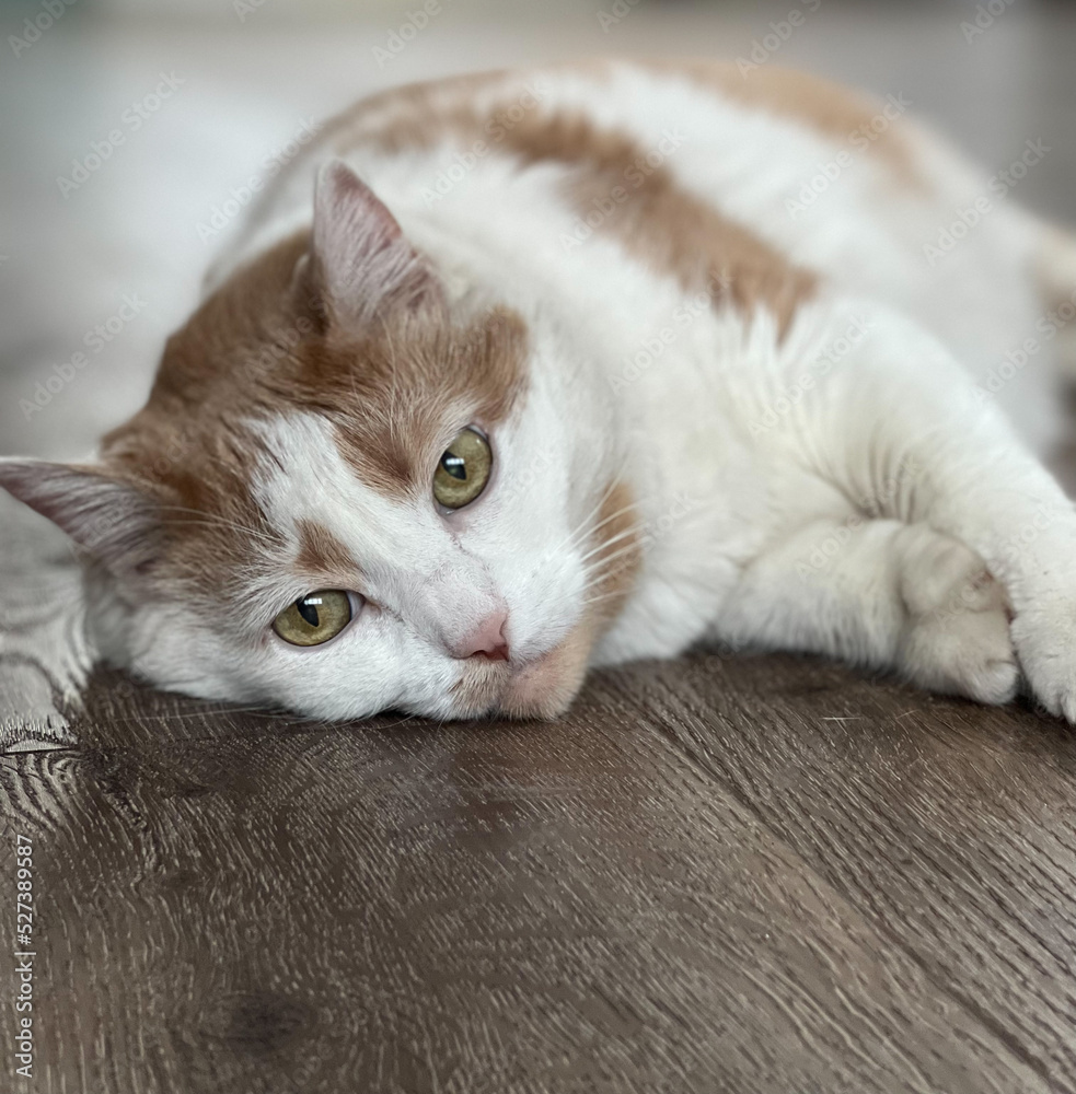 Close up of a white and caramel ginger domestic cat laying on a brown wooden floor and looking away.