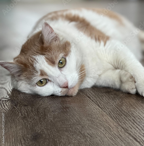 Close up of a white and caramel ginger domestic cat laying on a brown wooden floor and looking away.