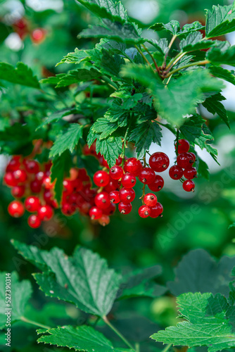 A bush of juicy red currant, ripe in the garden in summer.