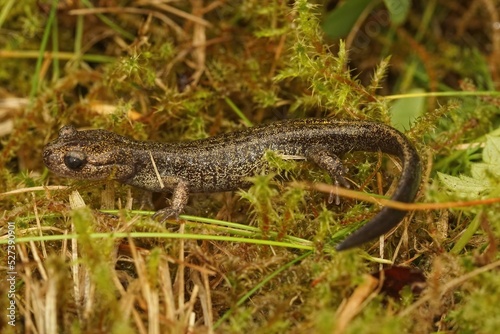 Closeup on a brassy colored juvenile o the Hokkaido salamander, Hynobius retardatus