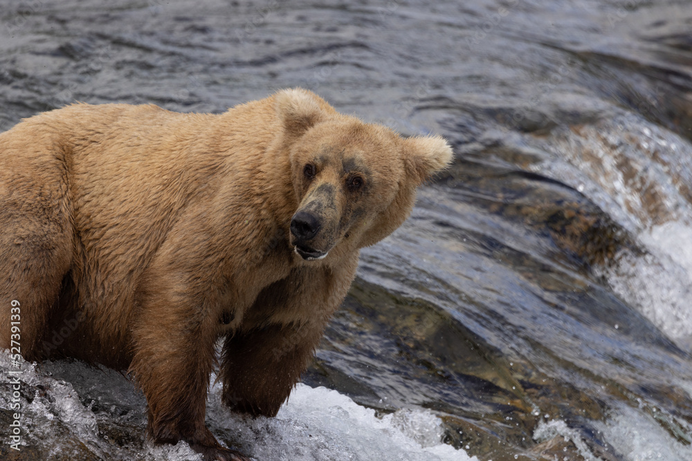 Brook's Falls Grizzly Bear in Alaska