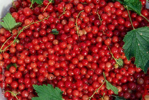 Background of bright red ripe fruits of currant berries with green leaves.