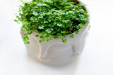 indoor plant soleirolia soleirolii in a round pot