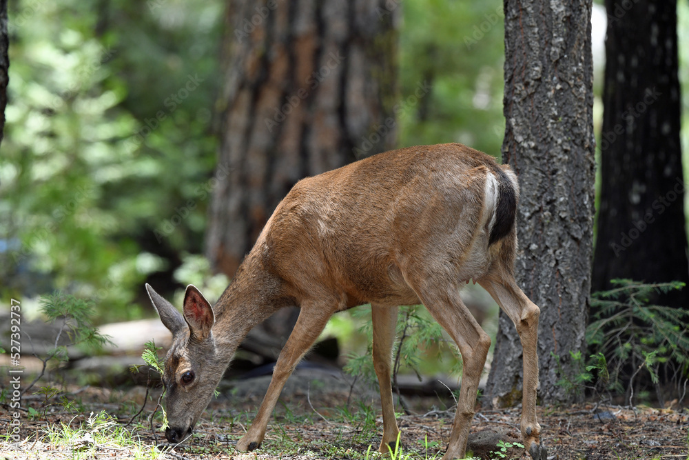 Black-tailed Doe Grazing in Humboldt Redwoods State Park, California Black-tailed Doe Grazing in Humboldt Redwoods State Park, California