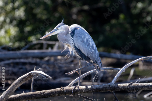 Great blue heron waiting for food  © Donald Blodger
