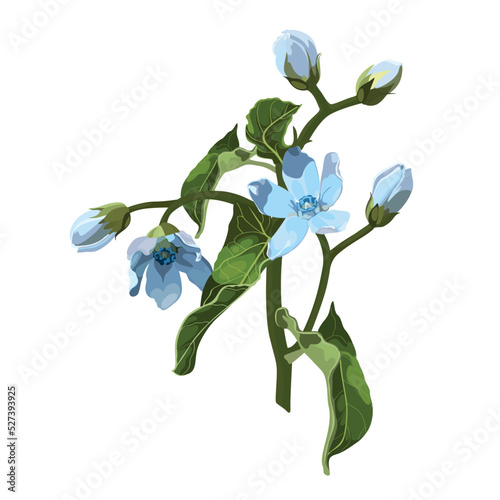 Illustration with oxypetalum flower drawn by hand. Botanical natural collection. Exotic blue floral element isolated on white. photo