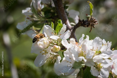 Closeup of a bee feeding on nectar on a cherry blossom tree photo