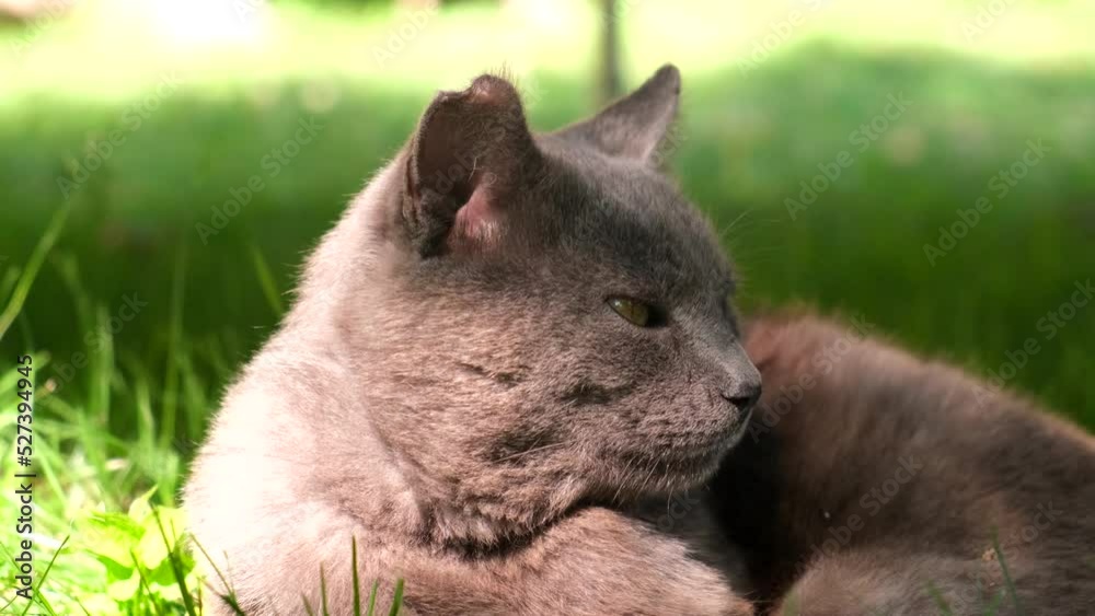 grey cat laying down in green grass warming up on the sun