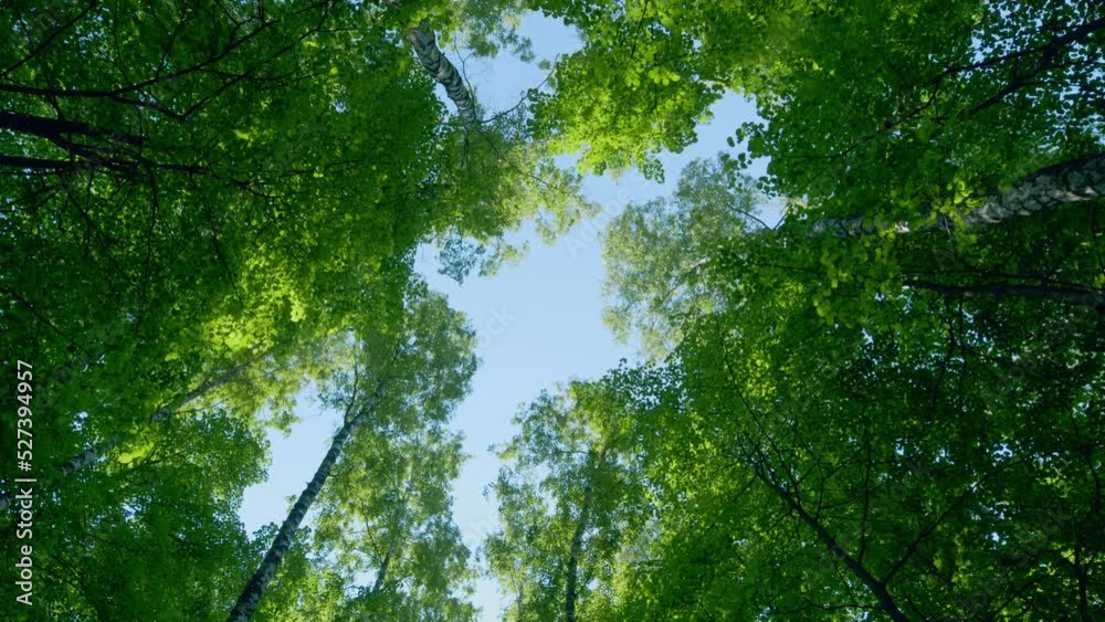 View to tree tops with green bright leaves with blue sky at background. Travel vacation nature concept. Rotation.
