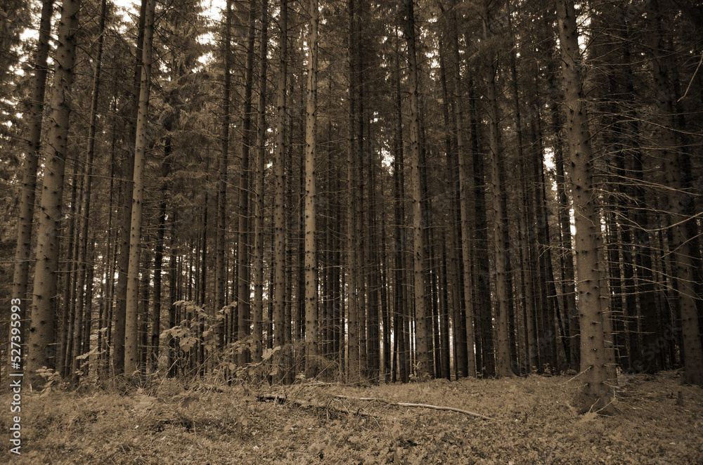 Forest on a summer day in Central Norway Forest on a summer day in Central Norway