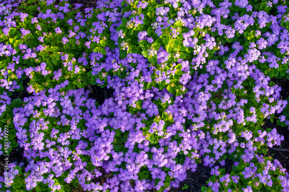 Fototapeta premium Array of purple flowers | Flower texture or background