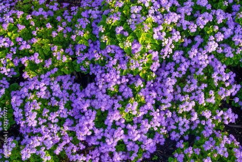 Array of purple flowers   Flower texture or background