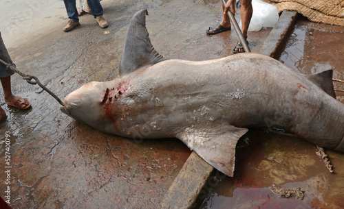 Tableau sur toile Hunters are killing sharks in the sea
