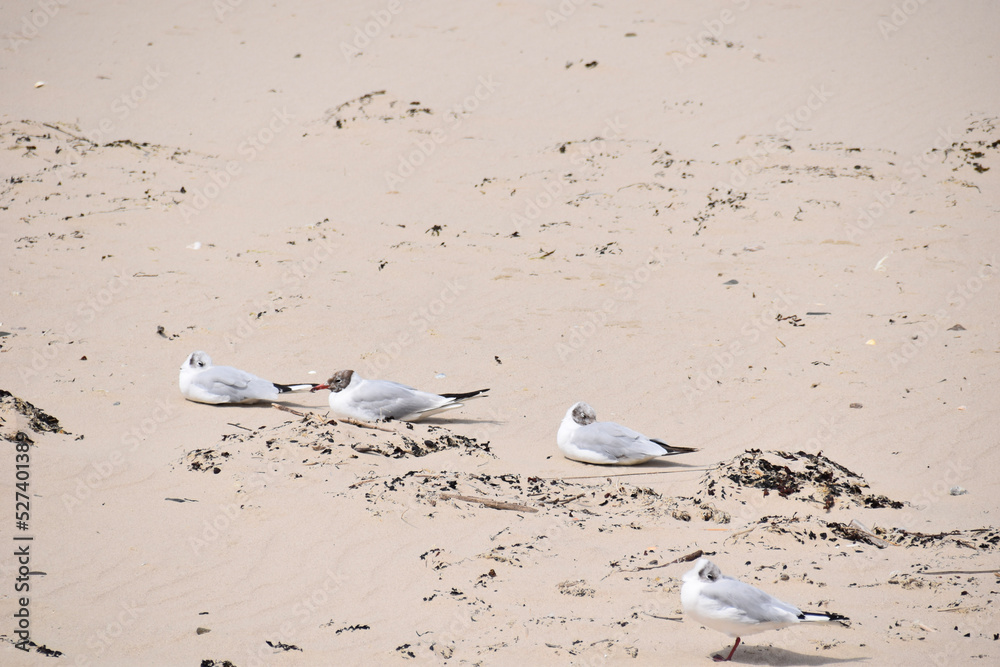 Four seagulls resting on a sandy beach surrounded by seaweed, enjoying a peaceful coastal atmosphere. The light sand and scattered vegetation create a natural scene. Four seagulls resting on a sandy beach surrounded by seaweed, enjoying a peaceful coastal atmosphere. The light sand and scattered vegetation create a natural scene.