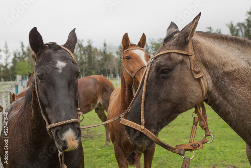 CABALLO EN CAMPO EN CORRAL © Fernando