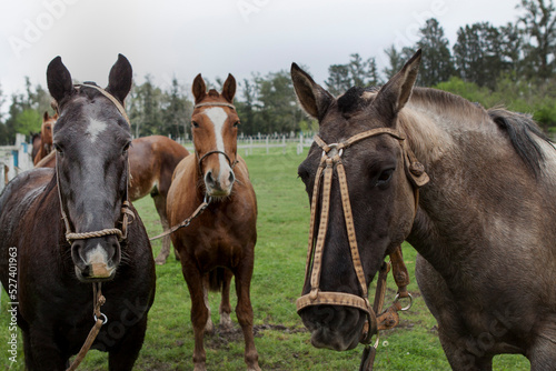 CABALLO EN CAMPO EN CORRAL