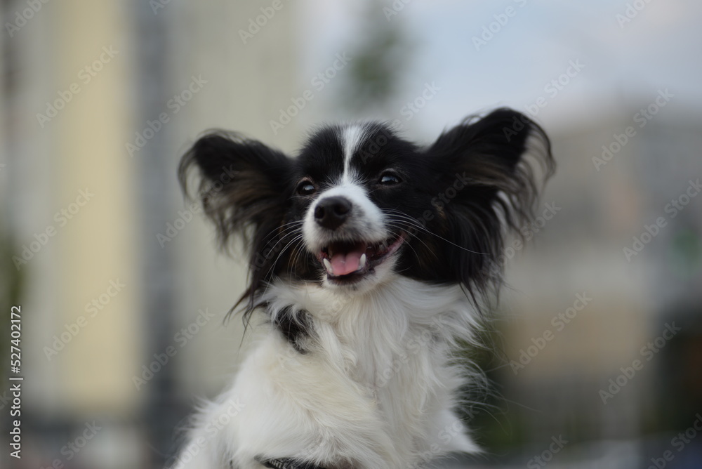 papillon dog, continental toy spaniel, black and white dog, tricolor, adjaliti, cute dog, dog muzzle, beautiful background, ears, dog eyes, healthy dog, papillon portrait, butterfly dog papillon dog, continental toy spaniel, black and white dog, tricolor, adjaliti, cute dog, dog muzzle, beautiful background, ears, dog eyes, healthy dog, papillon portrait, butterfly dog