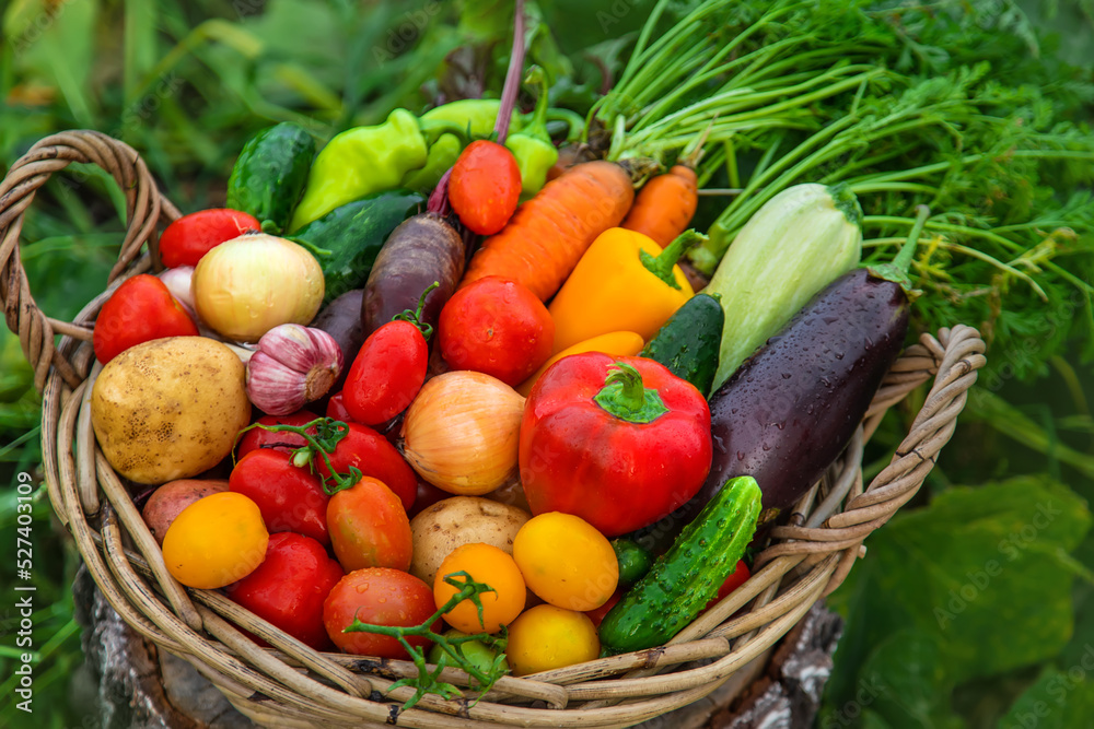 Harvest vegetables in the garden. Selective focus. Harvest vegetables in the garden. Selective focus.