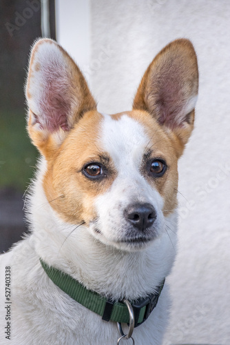 dog 3351