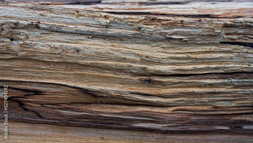 Texture of cut wood of old alder