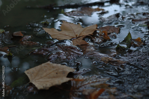 autumn leaves on the water