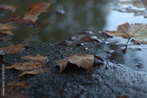 autumn leaves on the water