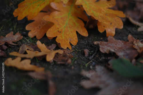 autumn leaves on the ground