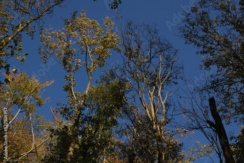 trees and sky