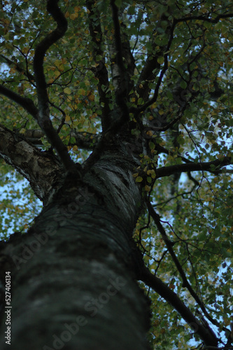 alter Baum