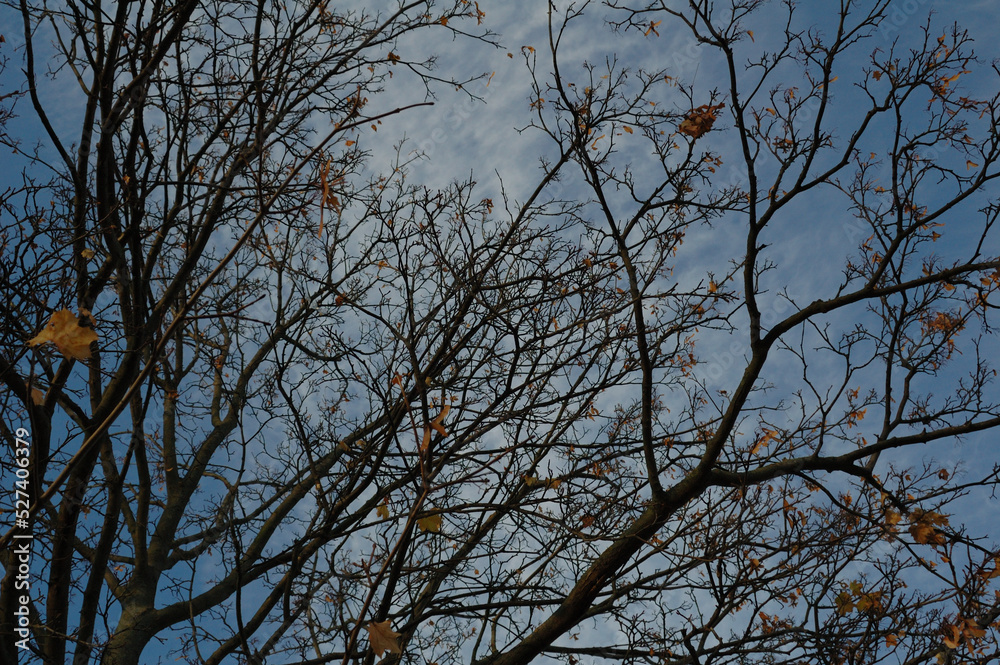 Obraz premium Baum