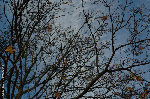 Baum