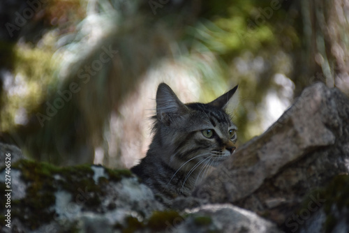 Eine junge getigerte Katze in der Wildness in einem Wald und schaut konzentriert nach vorne