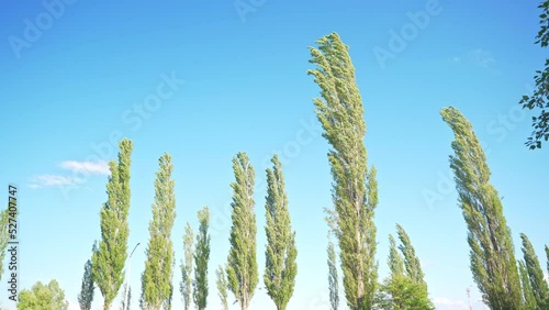 Alley of tall pyramidal poplars against the blue sky